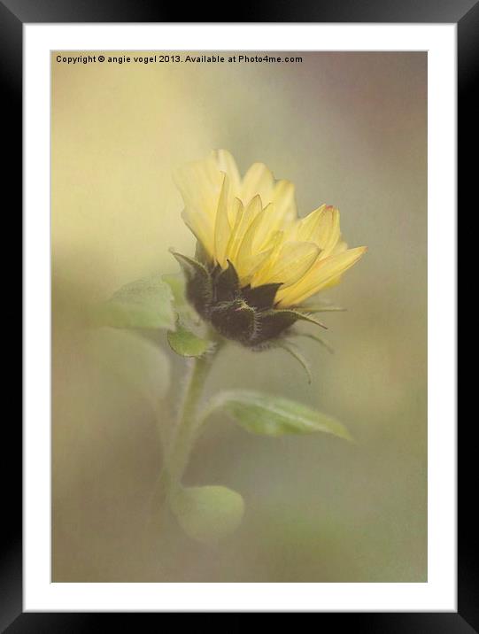 Whisper of a Sunflower Framed Mounted Print by angie vogel