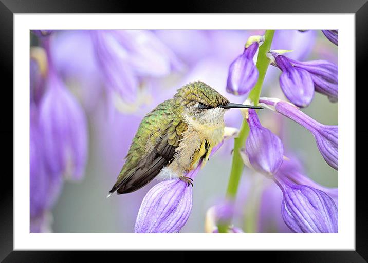 Sweet Dreams Little One-Hummingbird Framed Mounted Print by Nicole Rodriguez