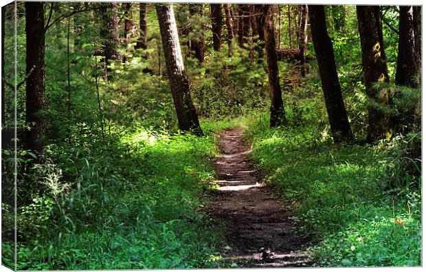 I Choose This Path Canvas Print by Nicole Rodriguez