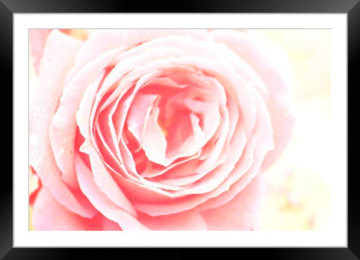 Scent Of A Rose Framed Mounted Print by Samantha Higgs