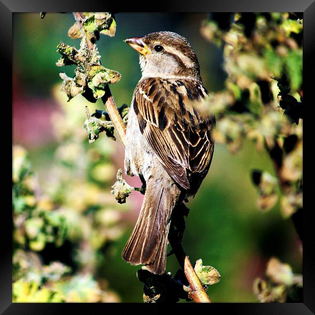 House Sparrow Passer domesticus Framed Print by Terri Waters