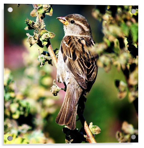 House Sparrow Passer domesticus Acrylic by Terri Waters