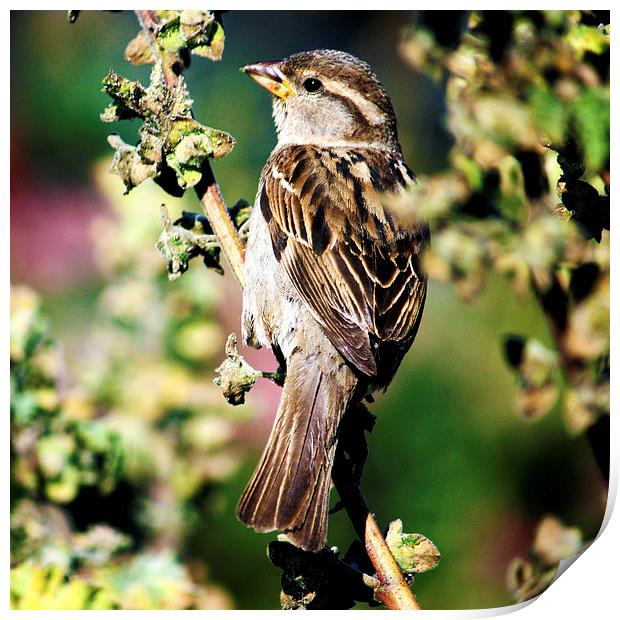 House Sparrow Passer domesticus Print by Terri Waters