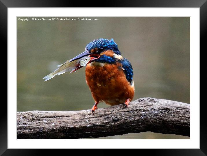 Fish Supper for one Framed Mounted Print by Alan Sutton