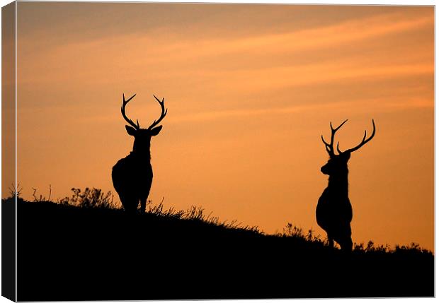 Stag silhouettes Canvas Print by Macrae Images