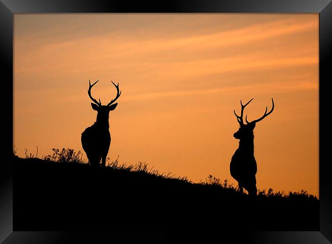 Stag silhouettes Framed Print by Macrae Images