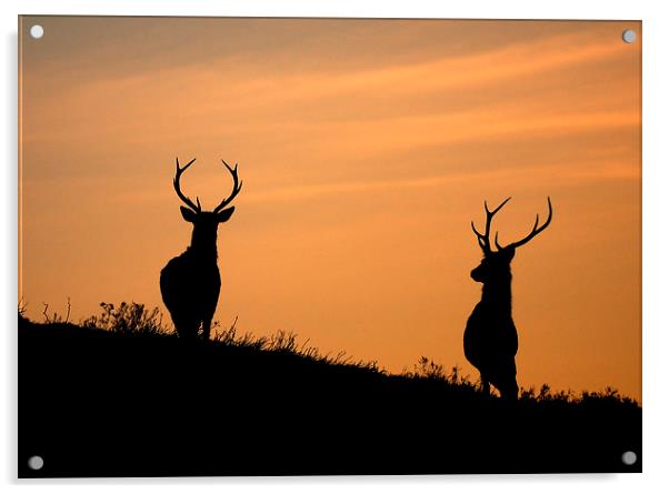 Stag silhouettes Acrylic by Macrae Images