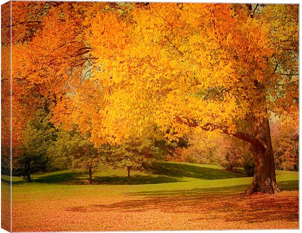 As The Leaves Fall Canvas Print by Kim Hojnacki