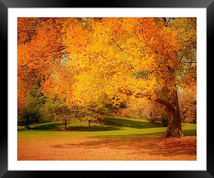 As The Leaves Fall Framed Mounted Print by Kim Hojnacki