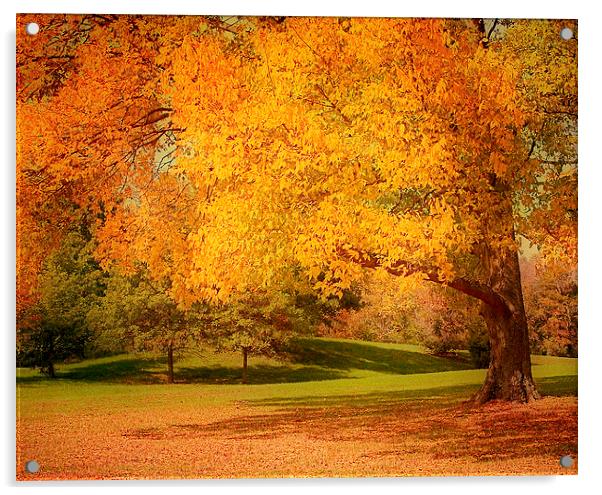 As The Leaves Fall Acrylic by Kim Hojnacki