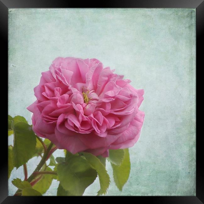 A Rose Framed Print by Kim Hojnacki