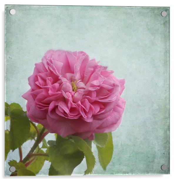 A Rose Acrylic by Kim Hojnacki