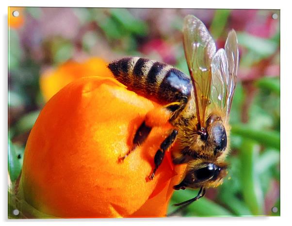 2215-bee n flower Acrylic by elvira ladocki