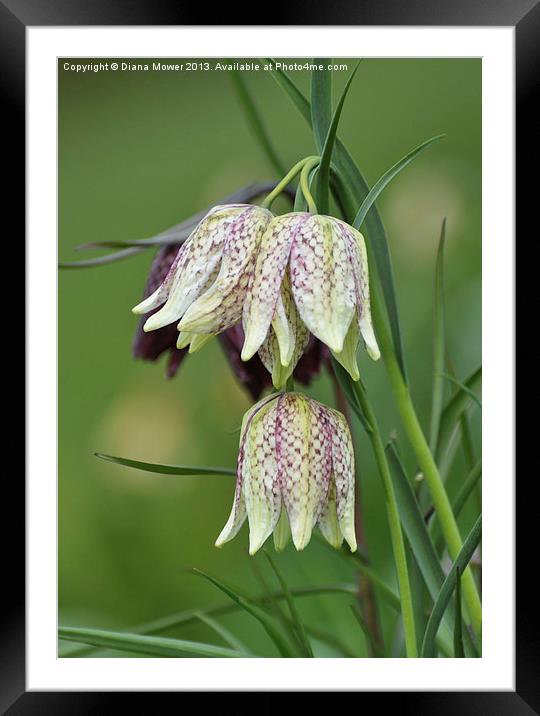 Snakes Head Fritillaries Framed Mounted Print by Diana Mower