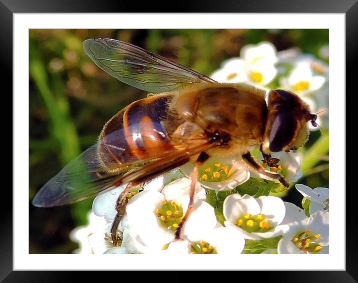 2221-bee on flower Framed Mounted Print by elvira ladocki