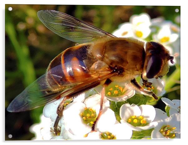 2221-bee on flower Acrylic by elvira ladocki