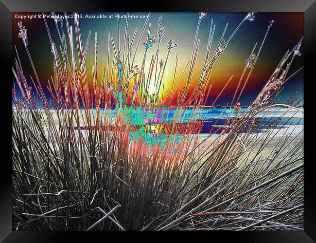 Sunburst Through the Reeds Framed Print by Pete Moyes