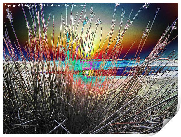 Sunburst Through the Reeds Print by Pete Moyes