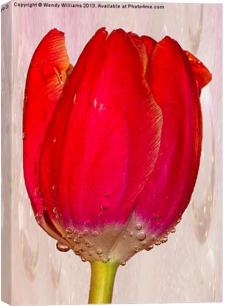 Tulip Bubbles Canvas Print by Wendy Williams CPAGB