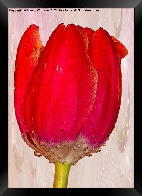 Tulip Bubbles Framed Print by Wendy Williams CPAGB