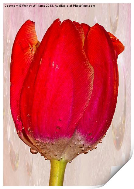 Tulip Bubbles Print by Wendy Williams CPAGB