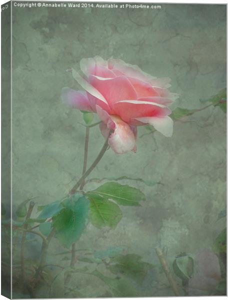 Rose Pink Canvas Print by Annabelle Ward