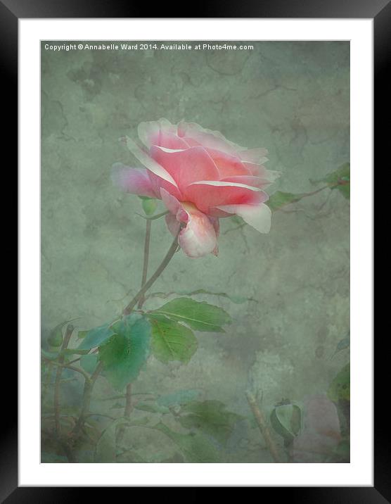 Rose Pink Framed Mounted Print by Annabelle Ward