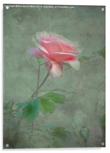 Rose Pink Acrylic by Annabelle Ward