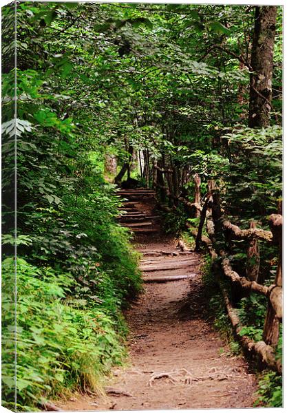 The Path To Beauty Canvas Print by Nicole Rodriguez
