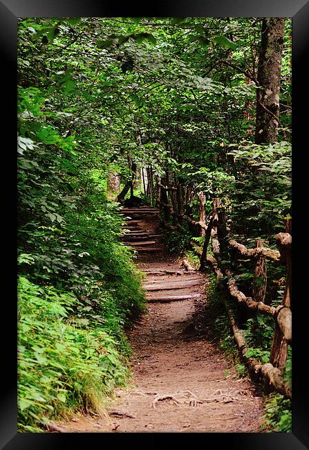 The Path To Beauty Framed Print by Nicole Rodriguez