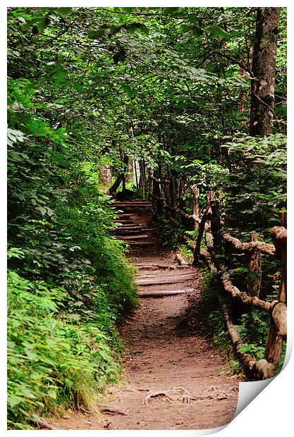 The Path To Beauty Print by Nicole Rodriguez