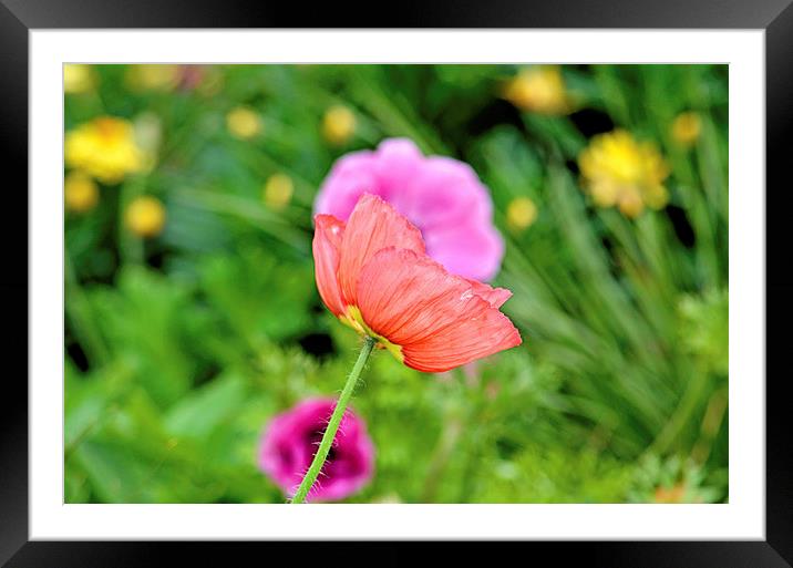 Love Of Color Framed Mounted Print by Nicole Rodriguez