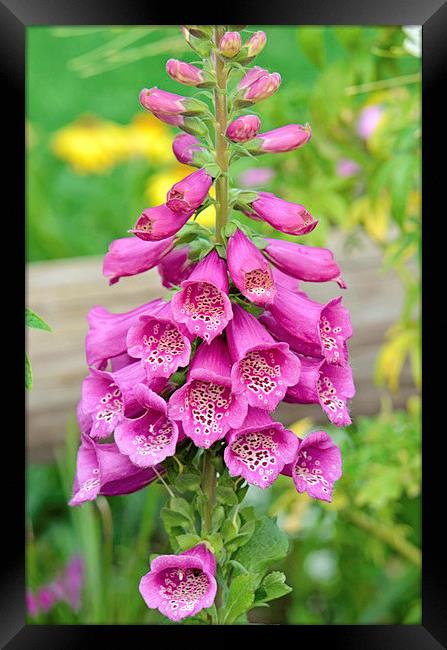 Little Trumpets-Foxglove Framed Print by Nicole Rodriguez