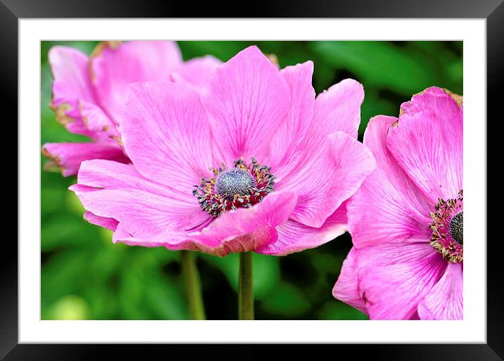 Flower 3 Framed Mounted Print by Nicole Rodriguez