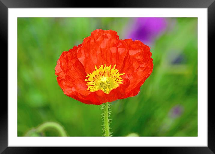 Bold Poppy Framed Mounted Print by Nicole Rodriguez