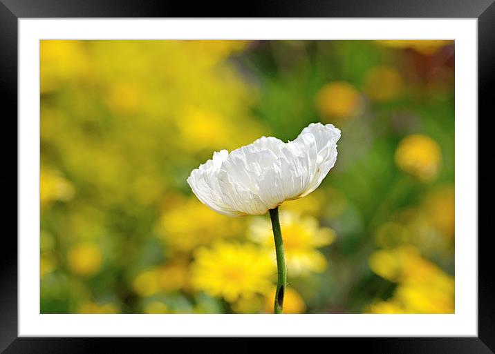 Glorious Spring Framed Mounted Print by Nicole Rodriguez