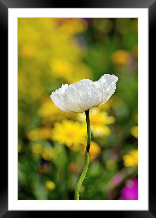 Glorious Spring 2 Framed Mounted Print by Nicole Rodriguez
