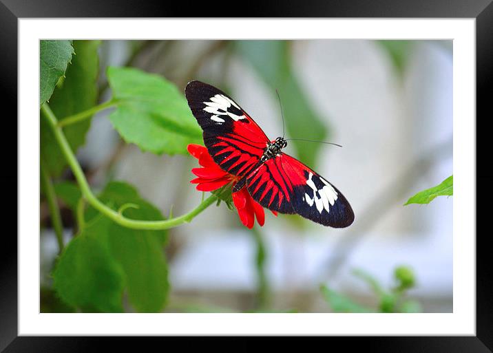 Longwinged Butterfly Beauty Framed Mounted Print by Nicole Rodriguez