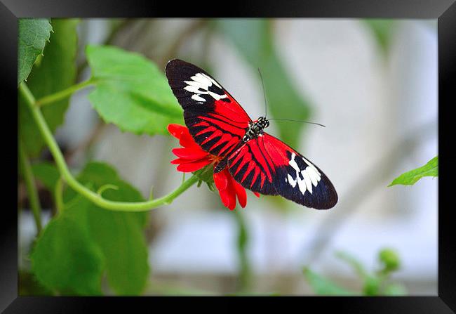 Longwinged Butterfly Beauty Framed Print by Nicole Rodriguez