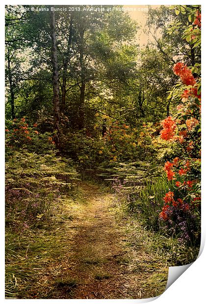 Flower walk Print by Jasna Buncic