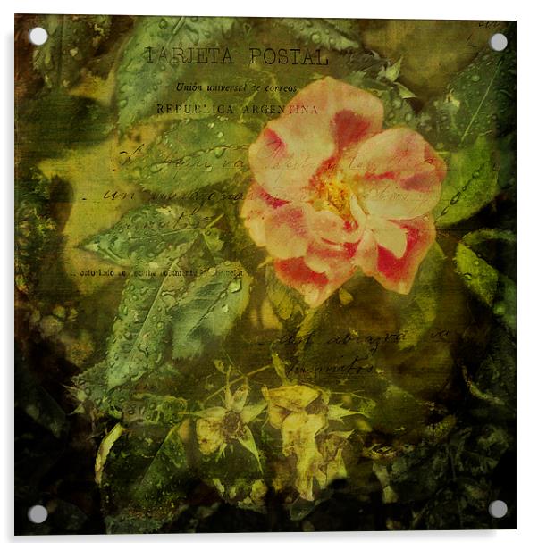 Beautiful pink rose with raindrops on green leaves Acrylic by Marianne Campolongo