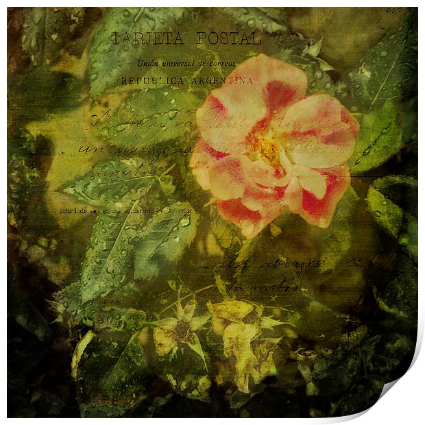 Beautiful pink rose with raindrops on green leaves Print by Marianne Campolongo