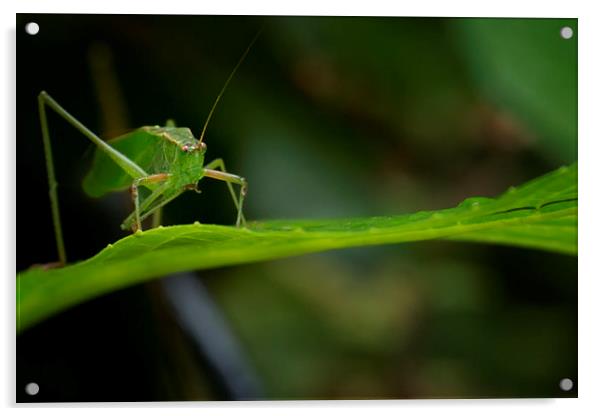 Grasshopper on a Leaf Acrylic by Belinda Greb
