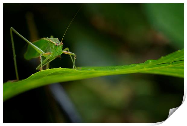 Grasshopper on a Leaf Print by Belinda Greb