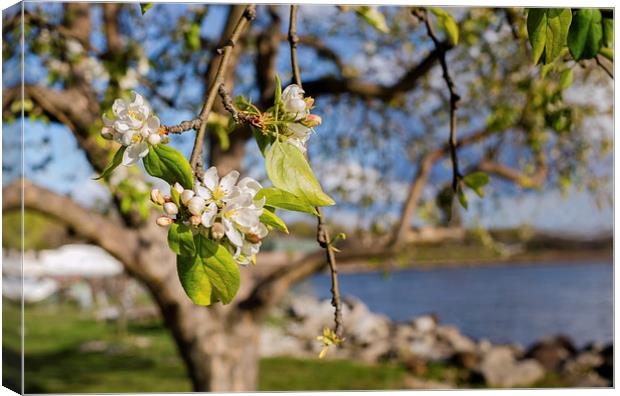 Apple blossoms by the Hudson River New York Canvas Print by Marianne Campolongo