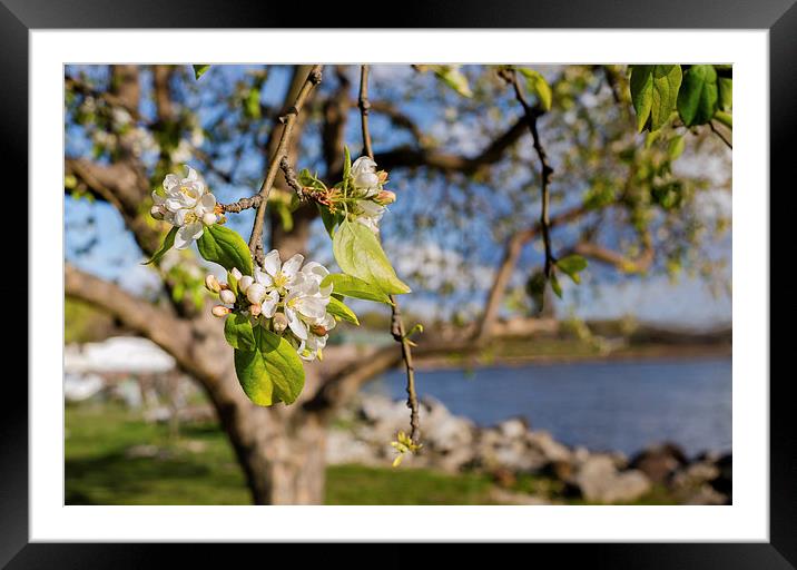 Apple blossoms by the Hudson River New York Framed Mounted Print by Marianne Campolongo