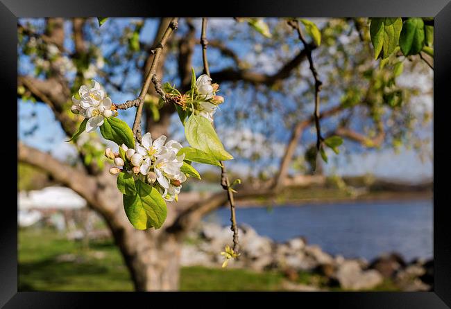 Apple blossoms by the Hudson River New York Framed Print by Marianne Campolongo