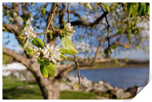 Apple blossoms by the Hudson River New York Print by Marianne Campolongo