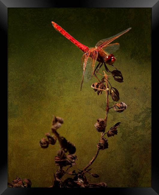 Red Dragonfly on Dead Plant Framed Print by Belinda Greb