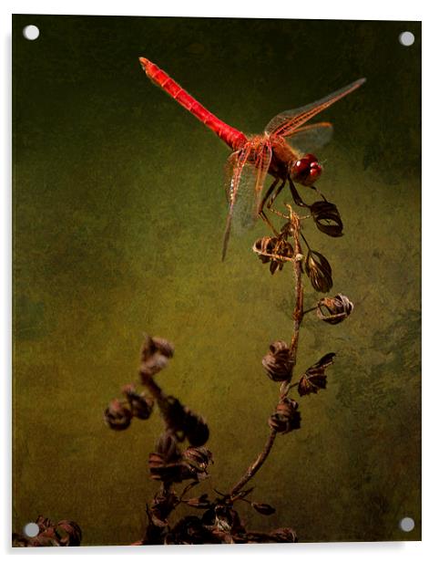 Red Dragonfly on Dead Plant Acrylic by Belinda Greb
